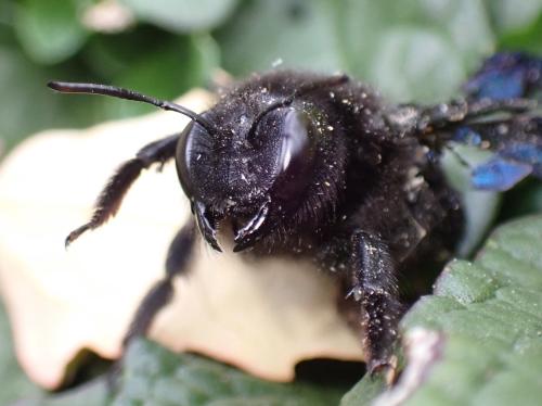 Réf. 310 460 : Xylocopa violacea